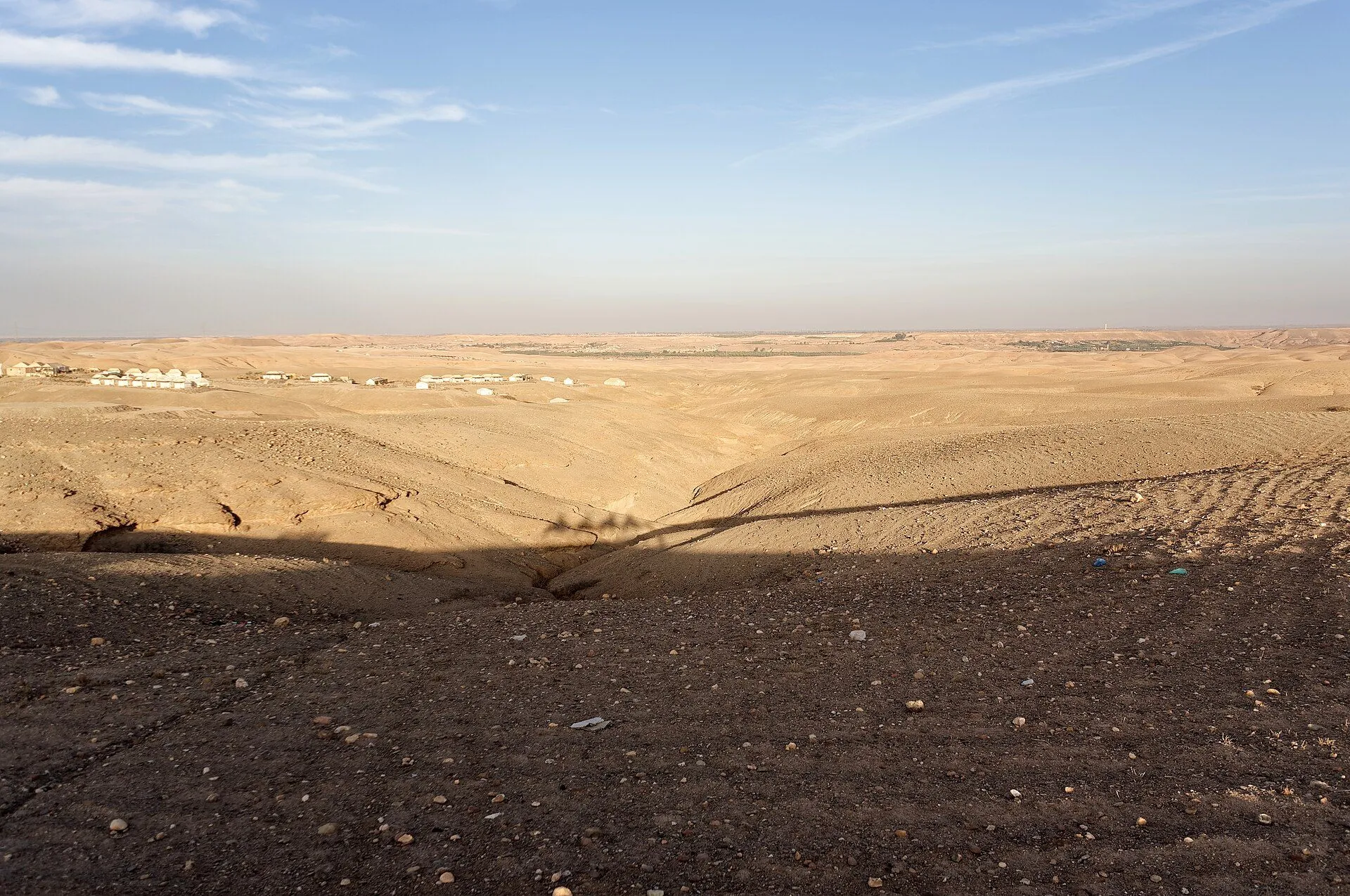 Dromadaire au Maroc